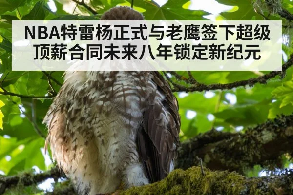 NBA特雷杨正式与老鹰签下超级顶薪合同未来八年锁定新纪元